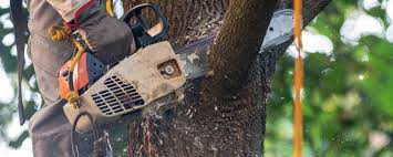 Best Tree Fertilization  in Wakeeney, KS