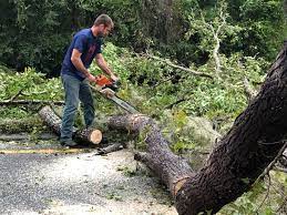 Best Hedge Trimming  in Wakeeney, KS