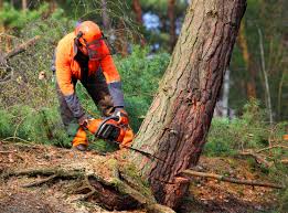 Trusted Wakeeney, KS Tree Removal Services Experts