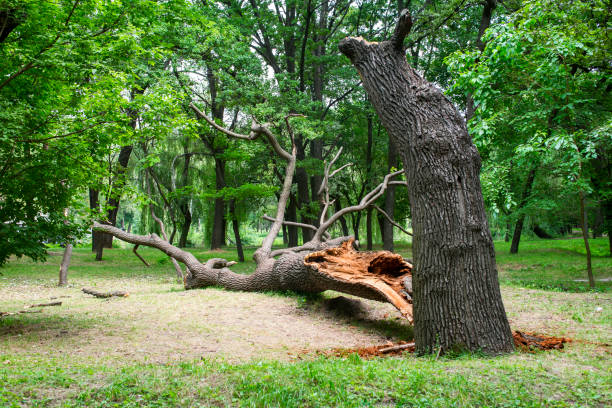 How Our Tree Care Process Works  in  Wakeeney, KS